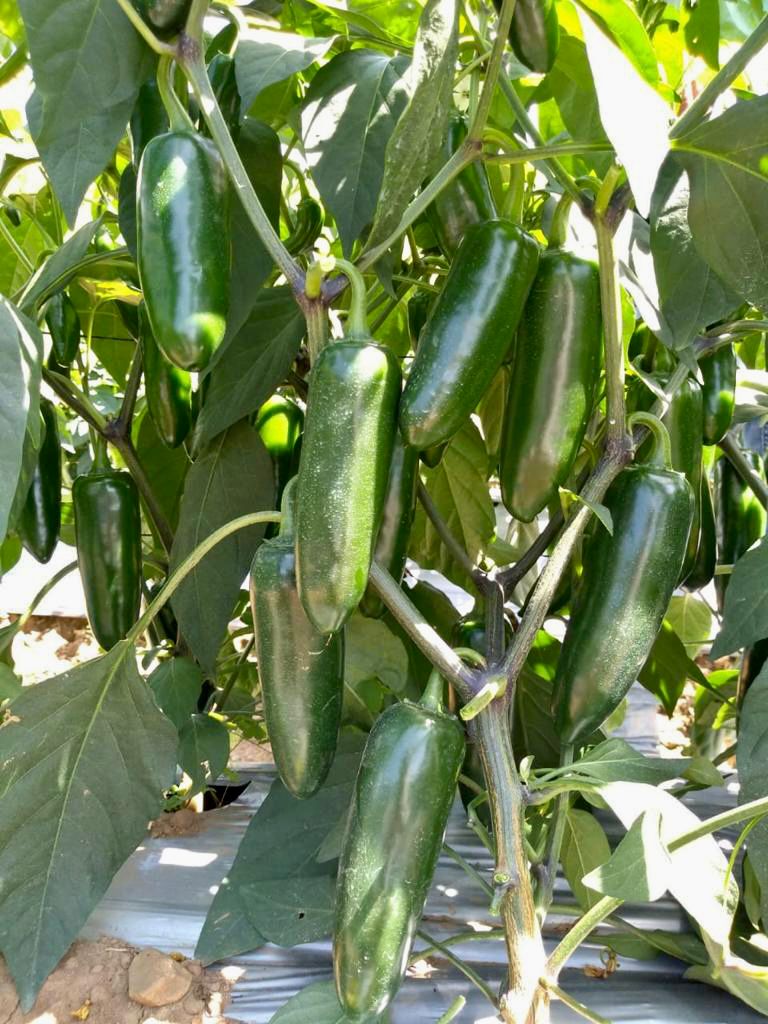 Stone path in a garden