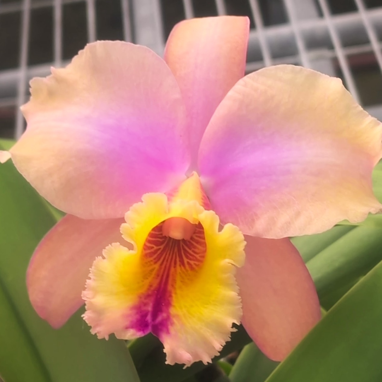 Rlc King's Rainbow