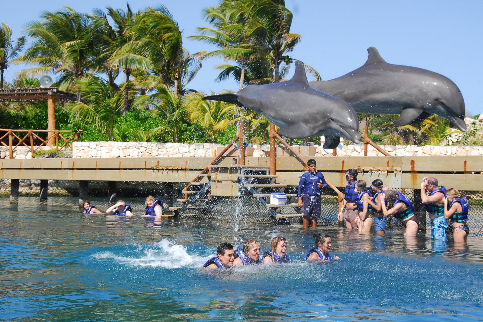 vive la experiencia de nadar con estos nobles mamiferos ¡¡