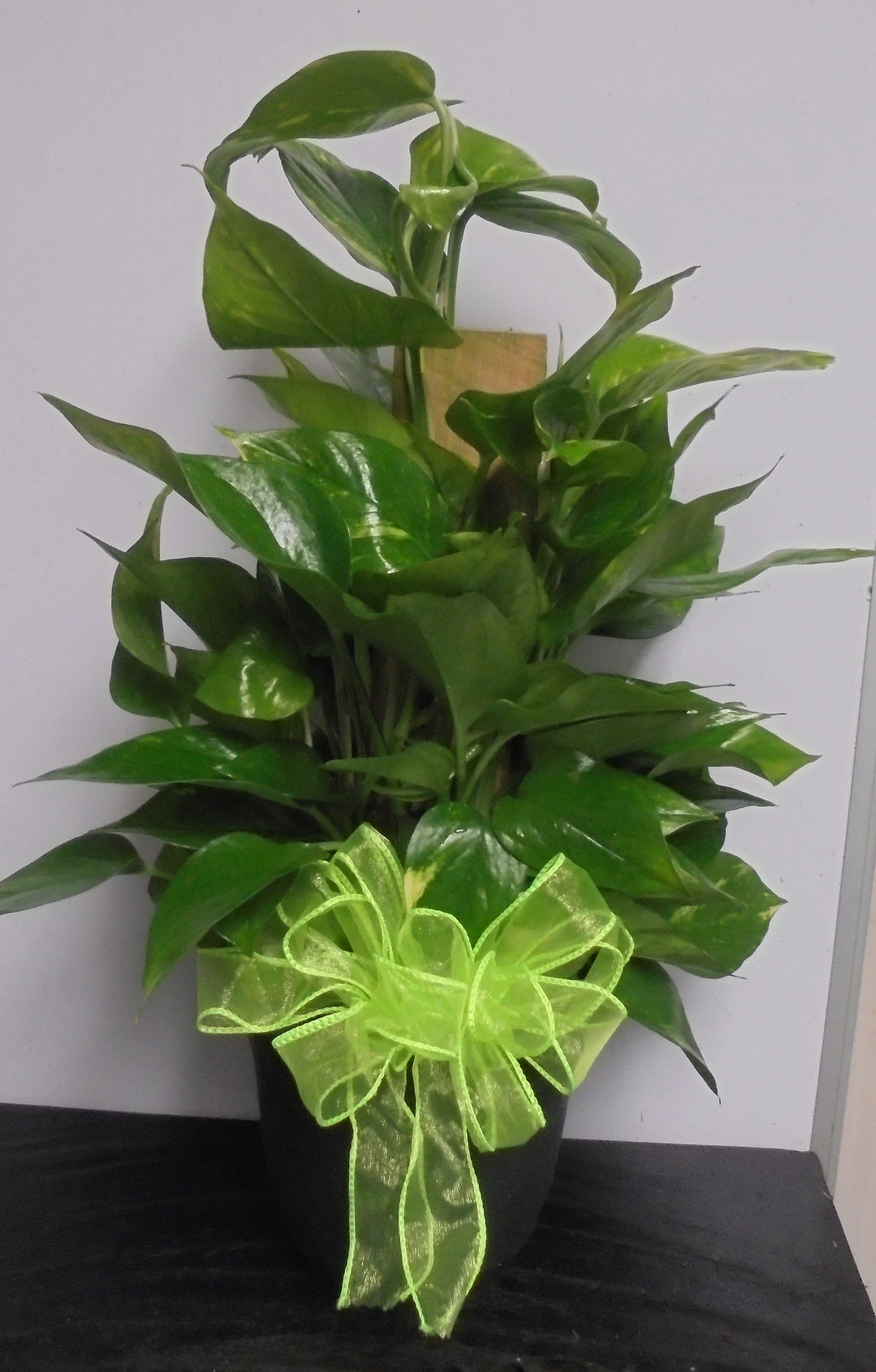 (3) &quot;Totem Pole&quot; Plant
$40.00