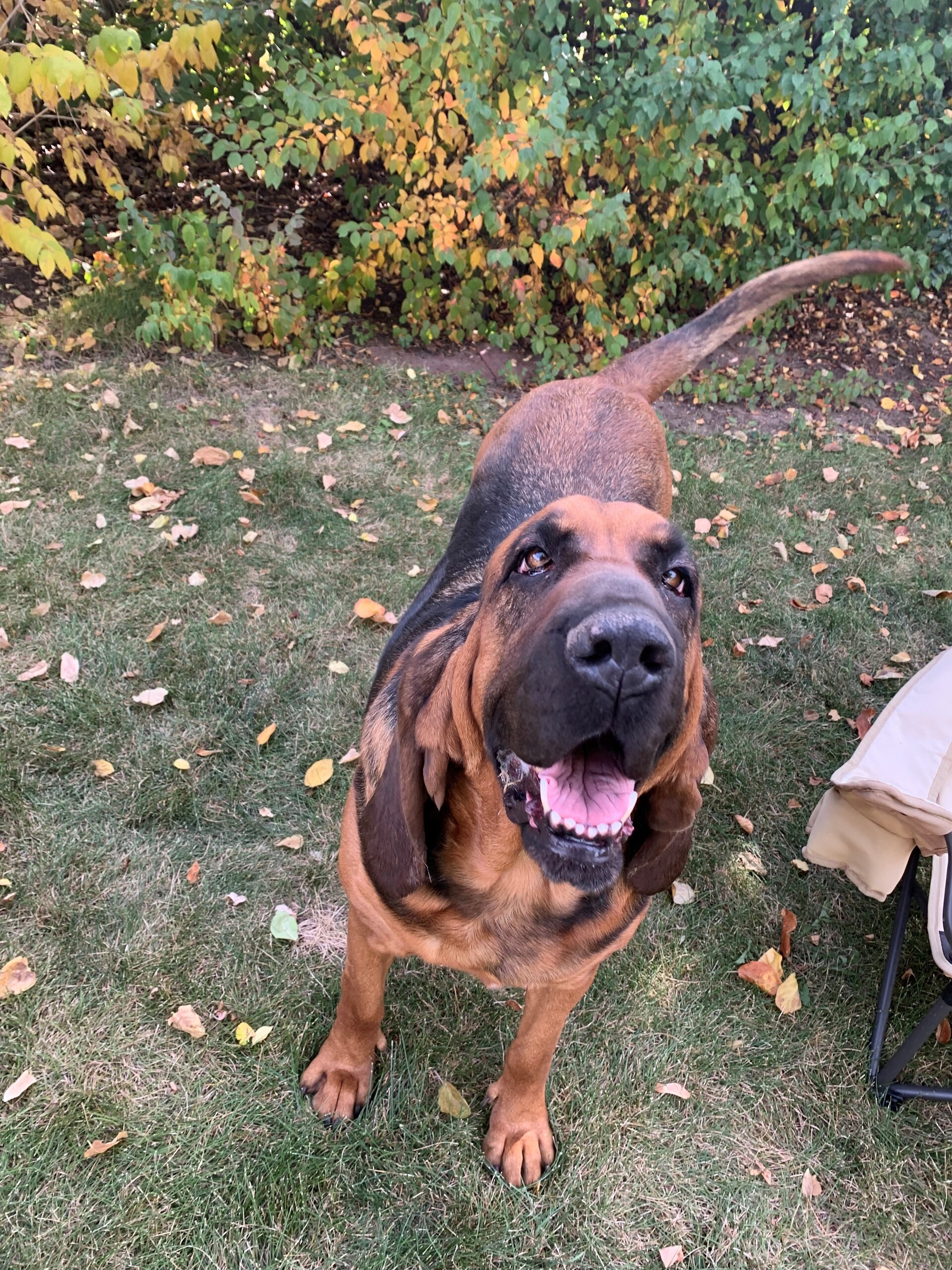 Bloodhound rescues sale near me