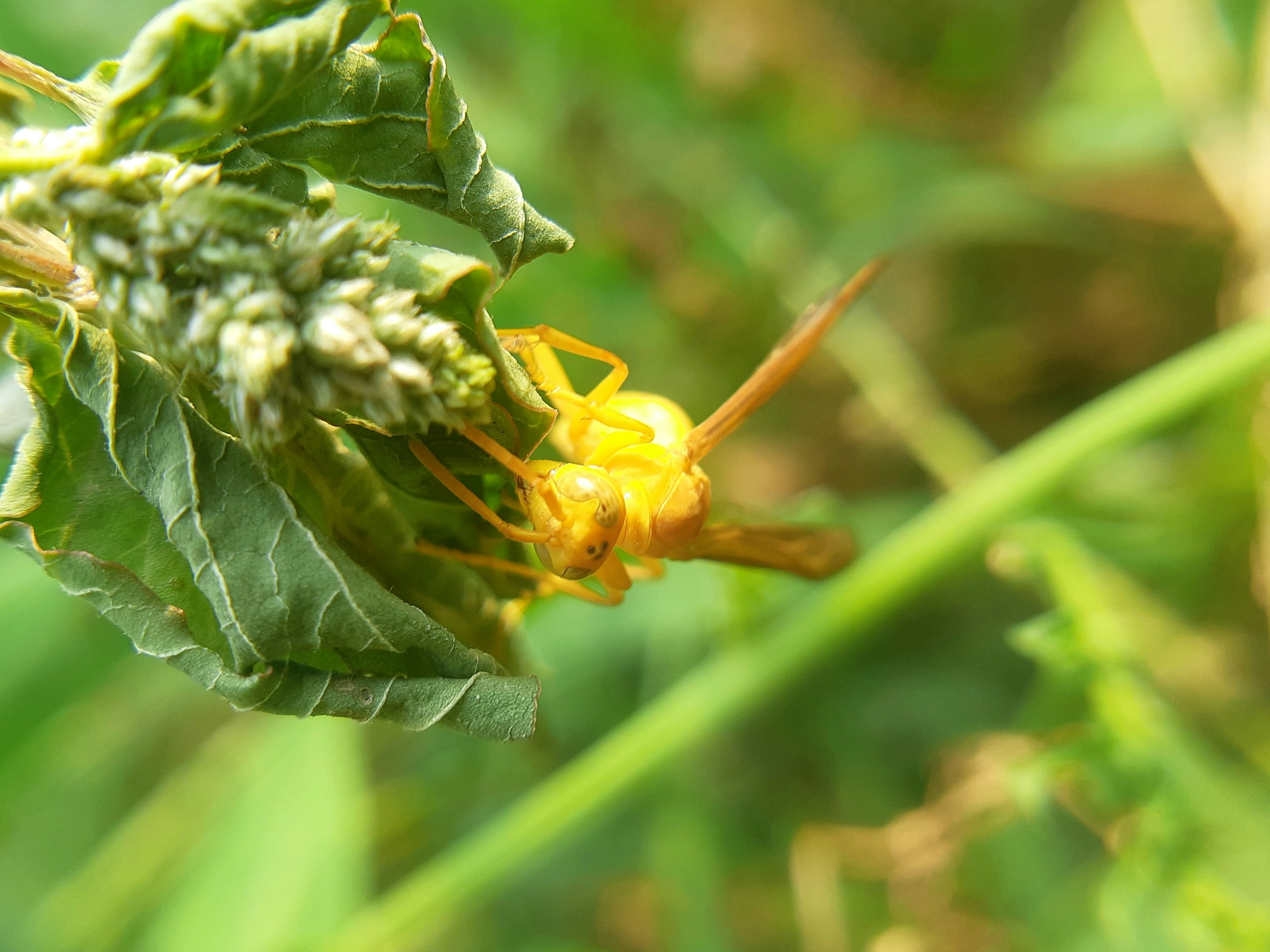 a close up of a yellow bug on a green plant