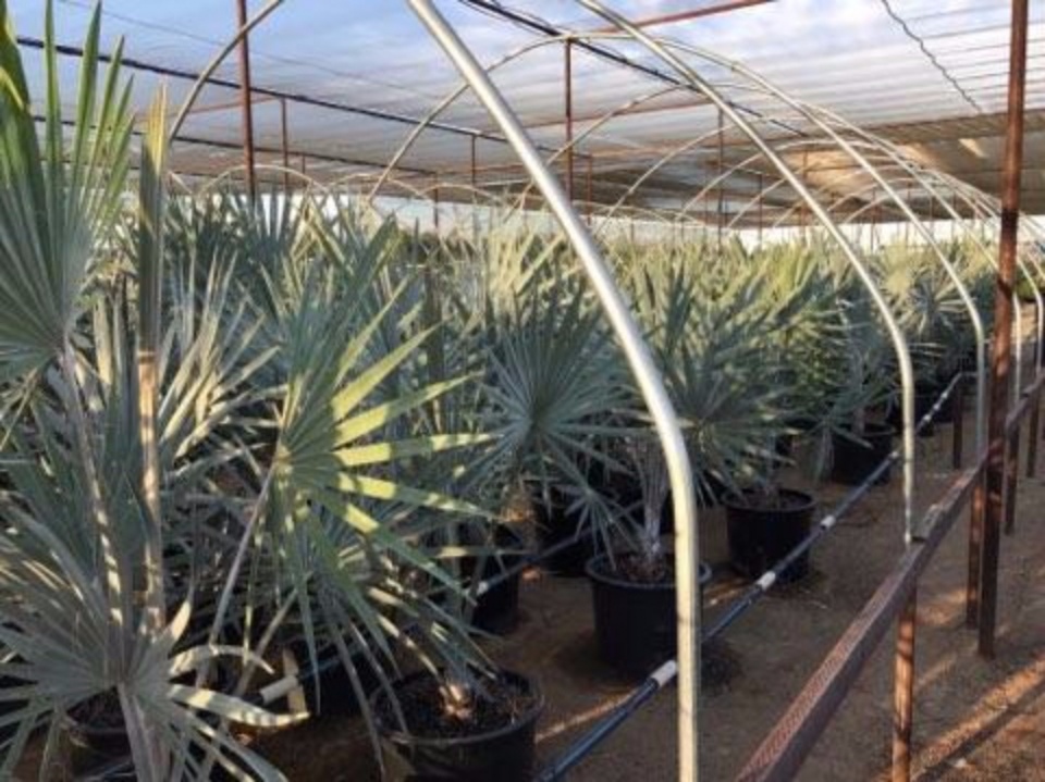 Pacific Palms Nursery Home