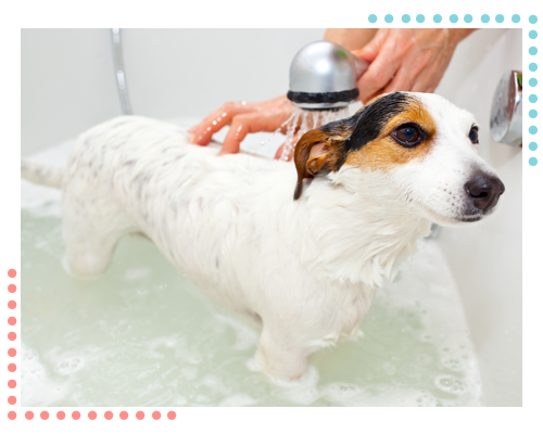 Dog Taking a Bath in a Bathtub
