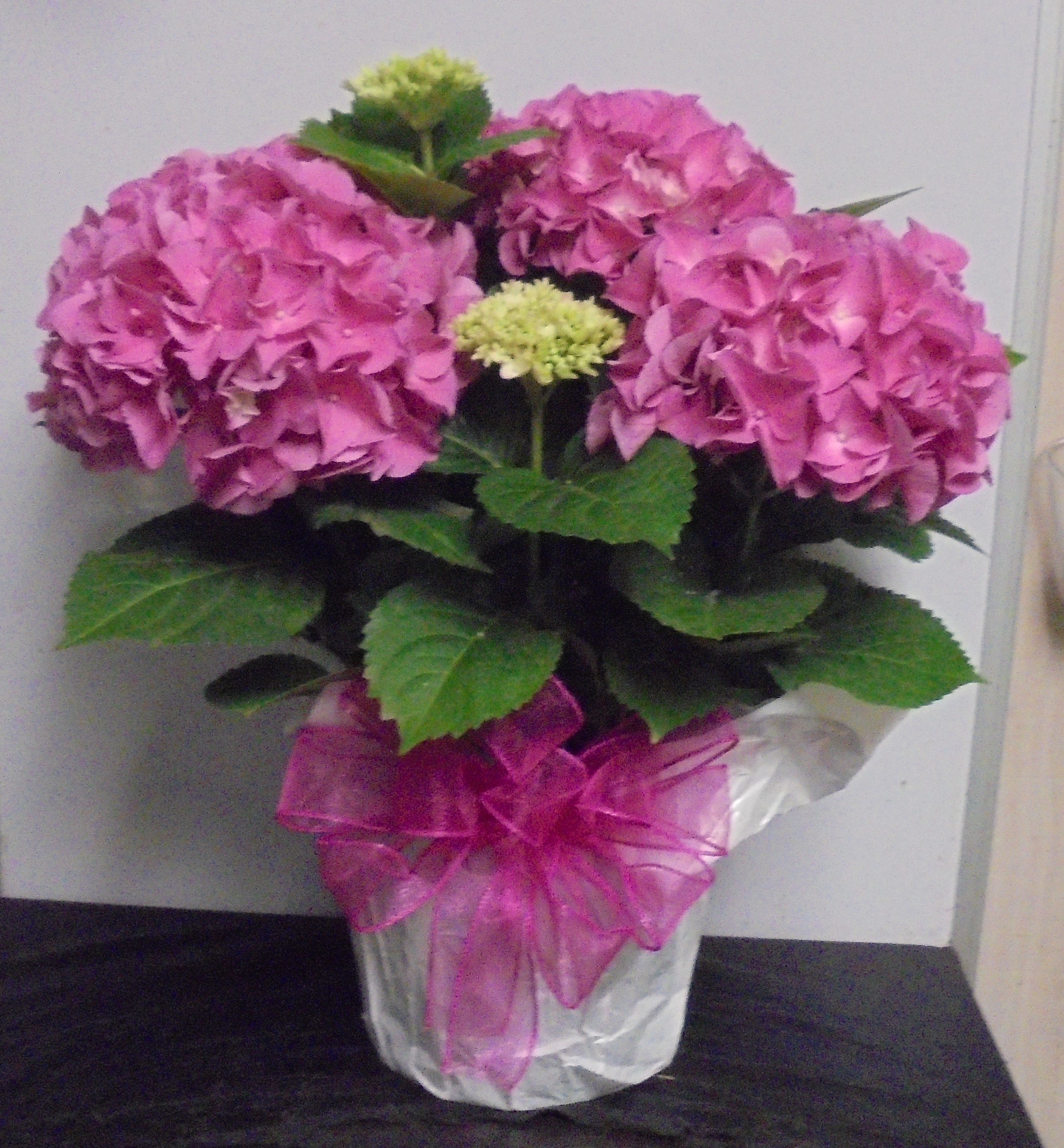 (33)  "Pink" Hydrangea Plant
$60.00