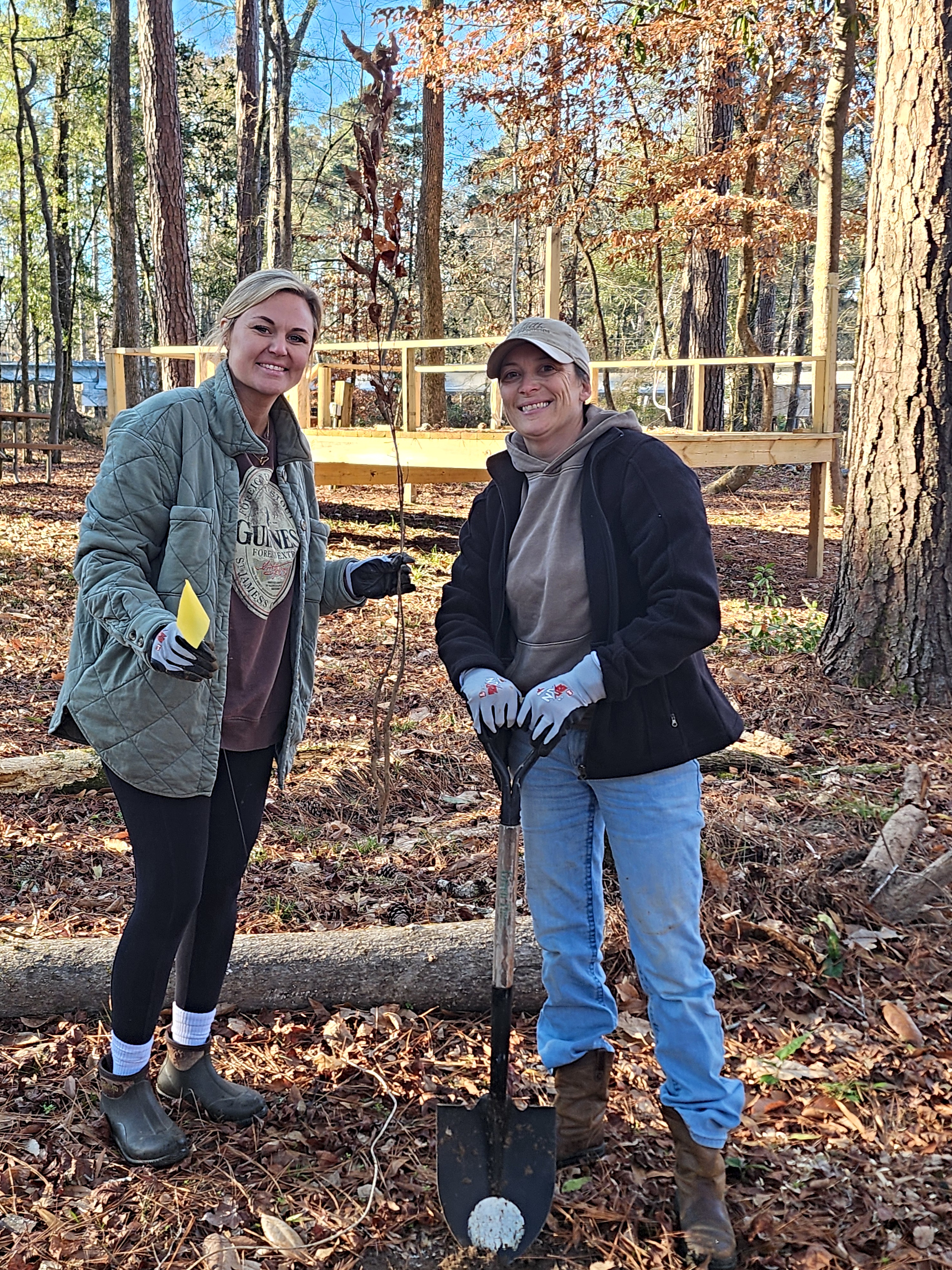 a close up of a tree branch with leaves