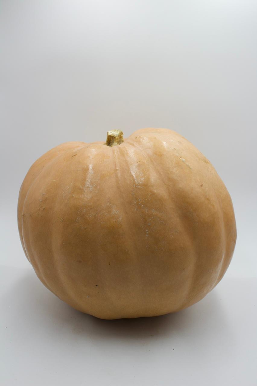 CALABAZA DE CASTILLA