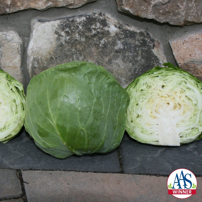 Cabbage Katarina Cabbage Katarina