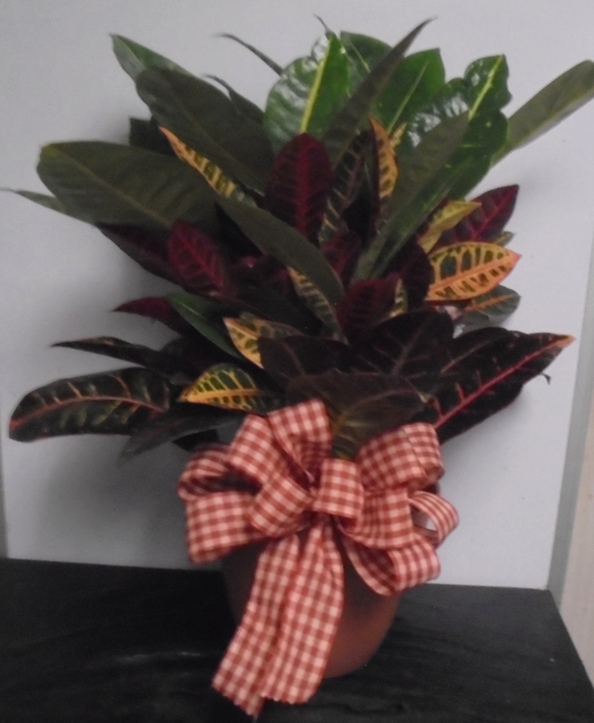 (30) "Croton" Plant
W/ Fall Bow
$45.00