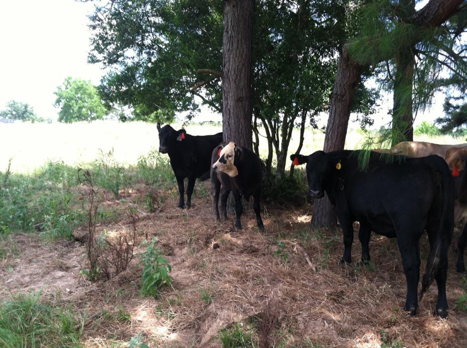 baby cows for sale craigslist