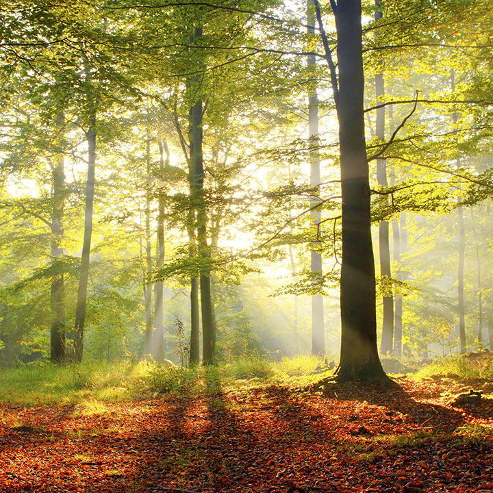 APFOMAC - Servicios técnicos forestales