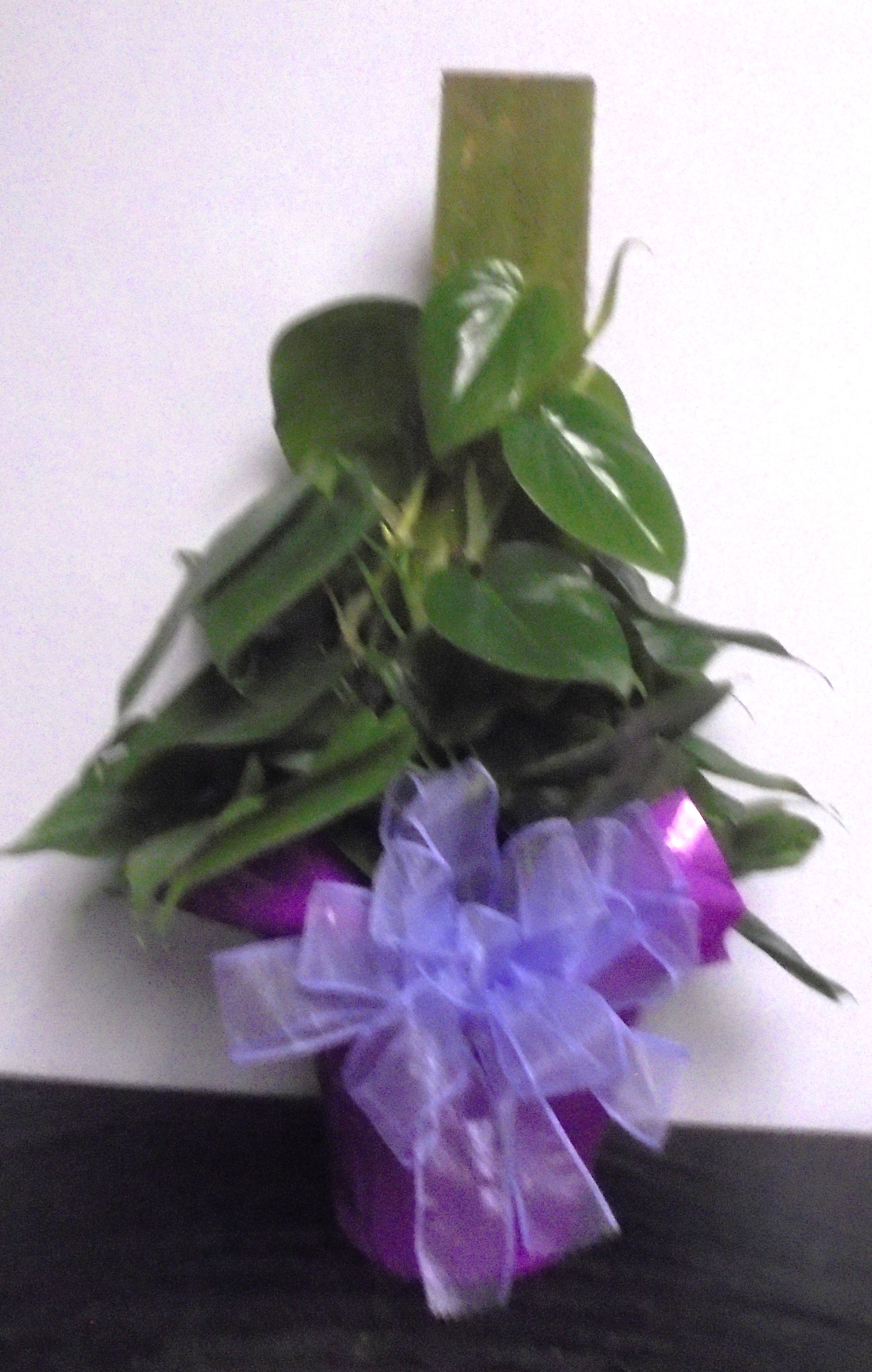 (13) "Heart-Leaf" Philodendron Plant
$40.00