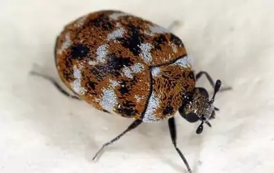 carpet beetle