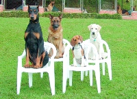 One to One or Residential Dog training courses, classes and sessions.