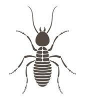 Sarasota Pest Control Rodent Control Specialists Call Now To Get Rid Of Rats In The Attic Best Pest Co Best Pest Control Pest Control Services Pest Control
