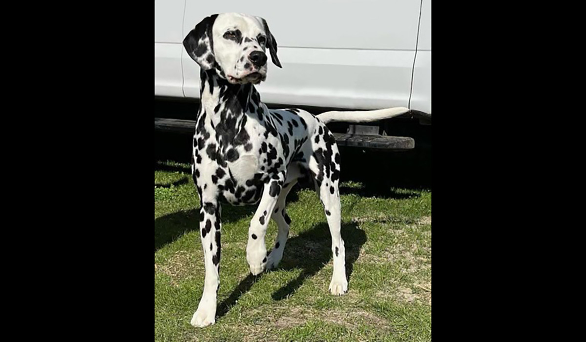 Brew posing for the camera