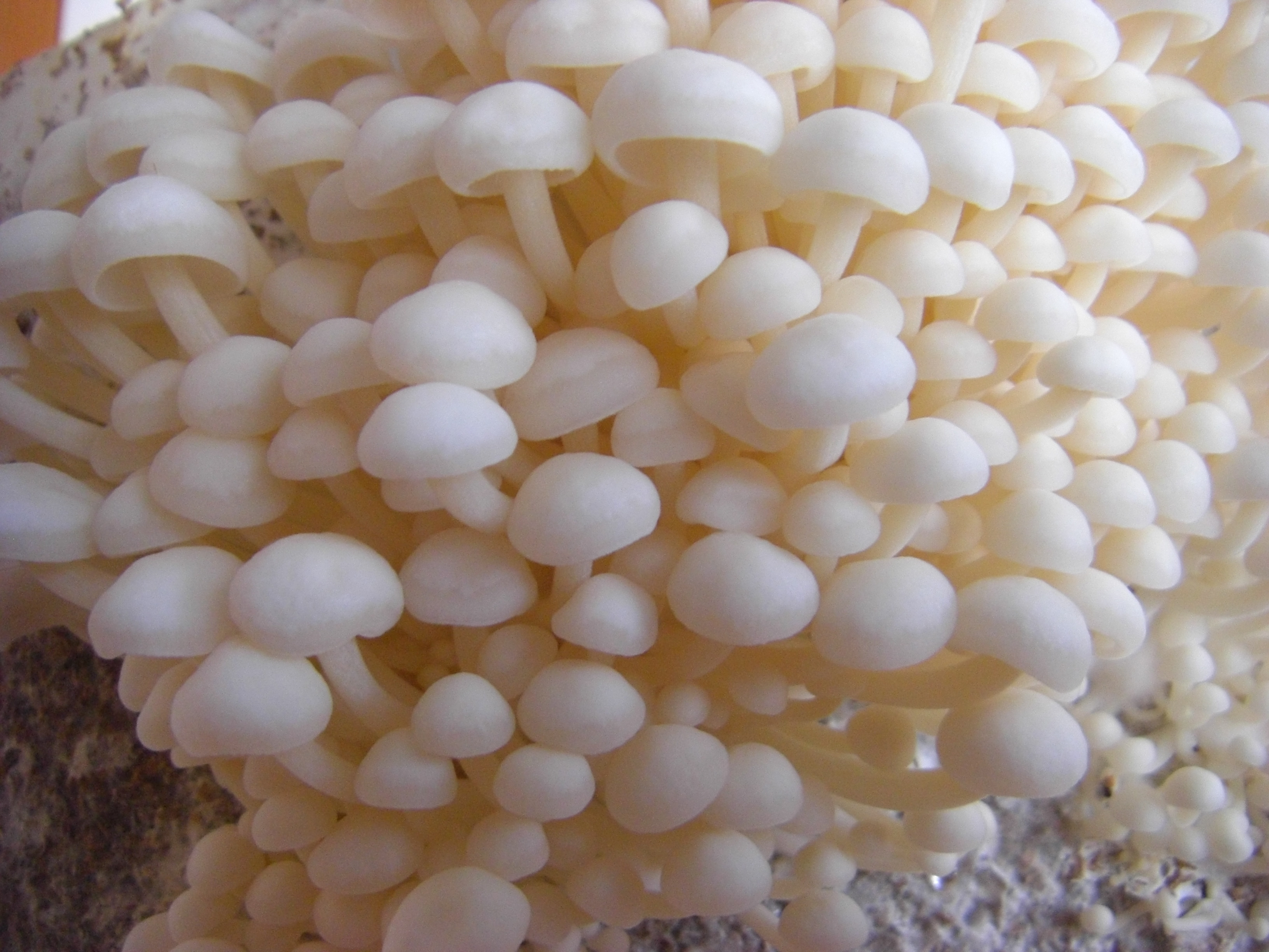 enokitake