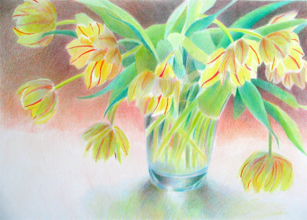 Tulips with Red Stripes (Coloured Pencil 11.75" x 16.5")