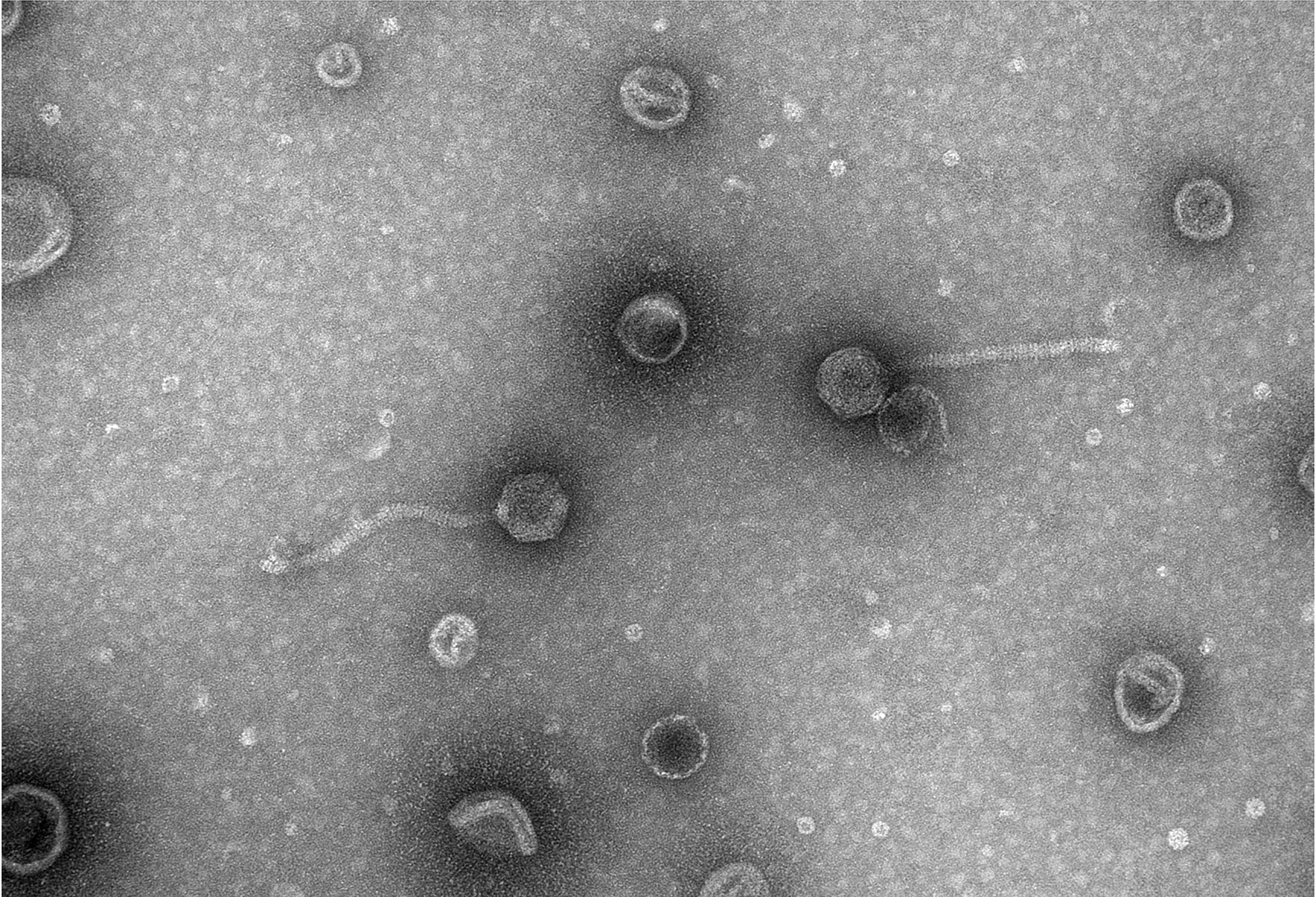 NS43Test_06Feb19_Phage_003