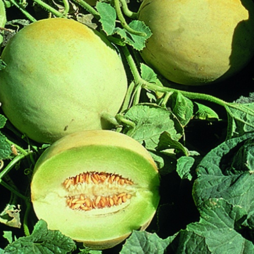 Melon Earli-Dew