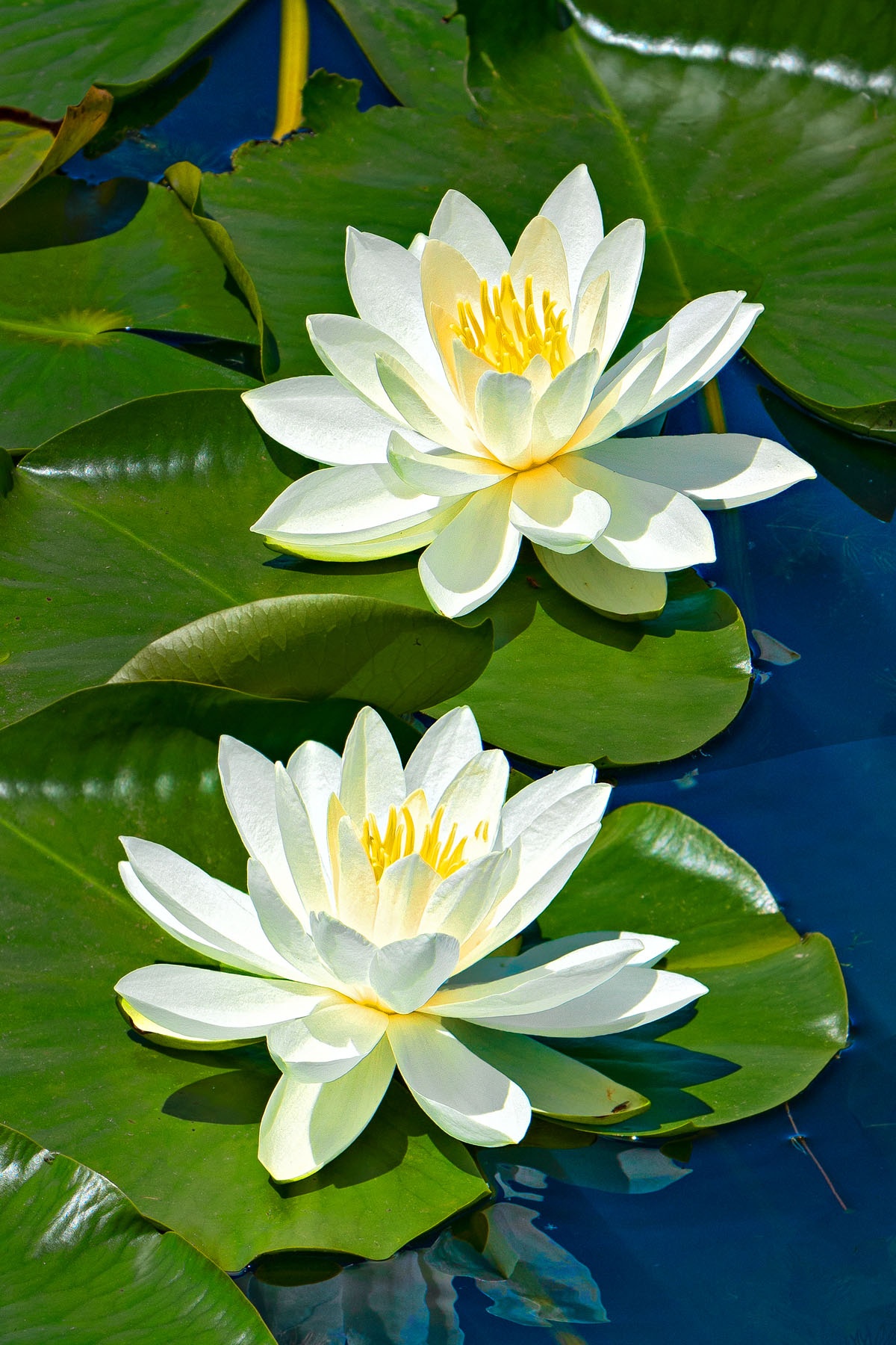LOVELY LILIES - I think water lillies are one of those things that just does not show in a photograph how spectacular they really are. This is one of my feeble attempts.