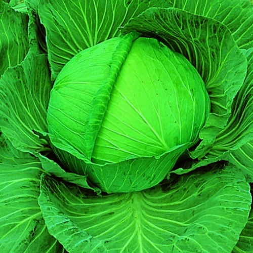 Cabbage OS Cross Cabbage OS Cross