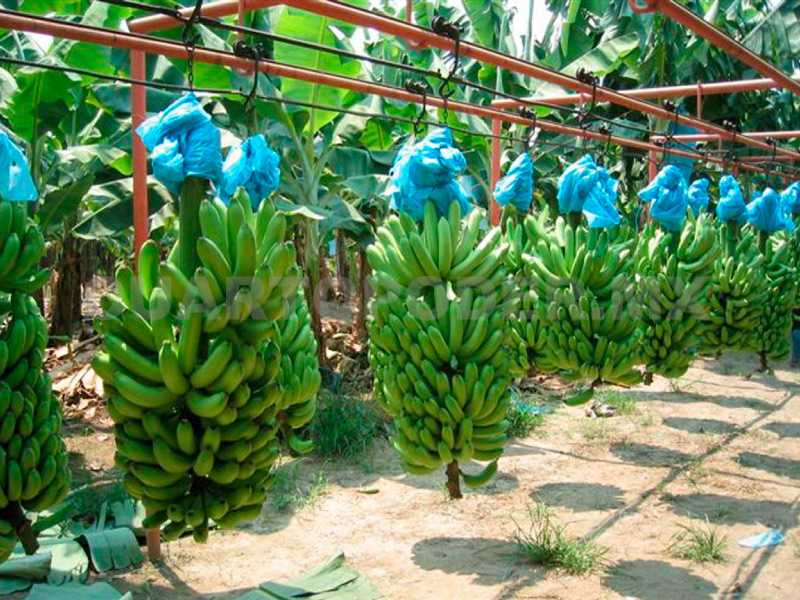Cultivo y empaque de platano.