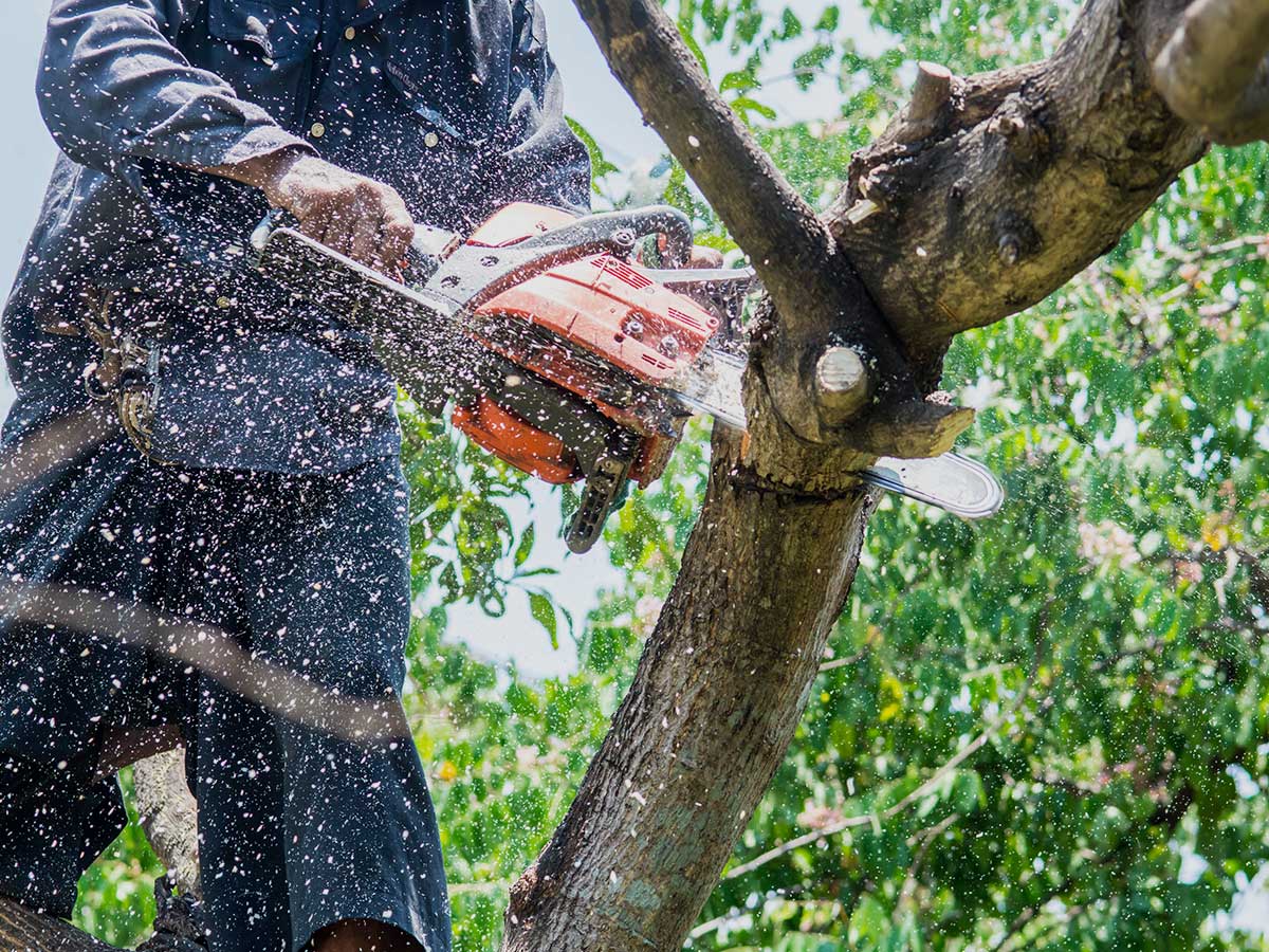 Tree Trimming