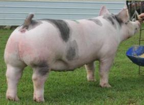 2014 Tennessee State Fair 
Reserve Champion Crossbred Gilt