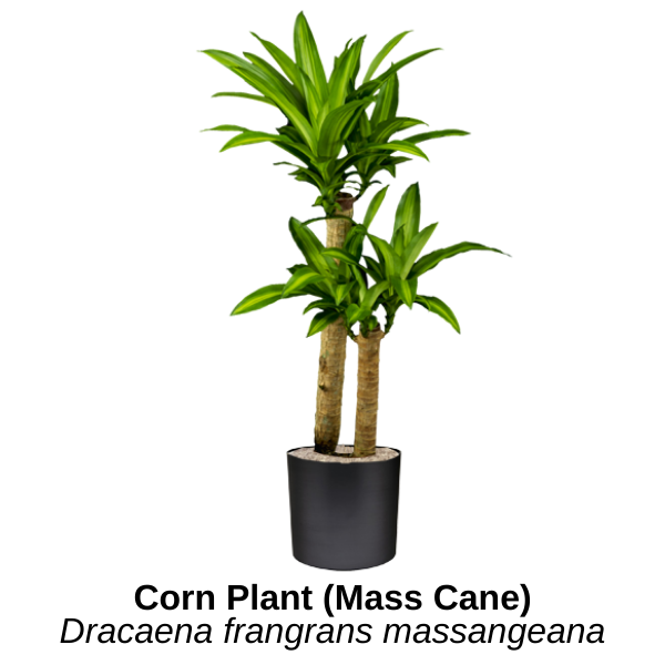 https://0201.nccdn.net/1_2/000/000/0bc/104/corn-plant-mass-cane.png