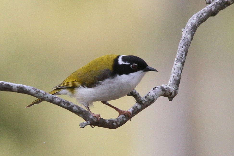 White-throated Honeyeater