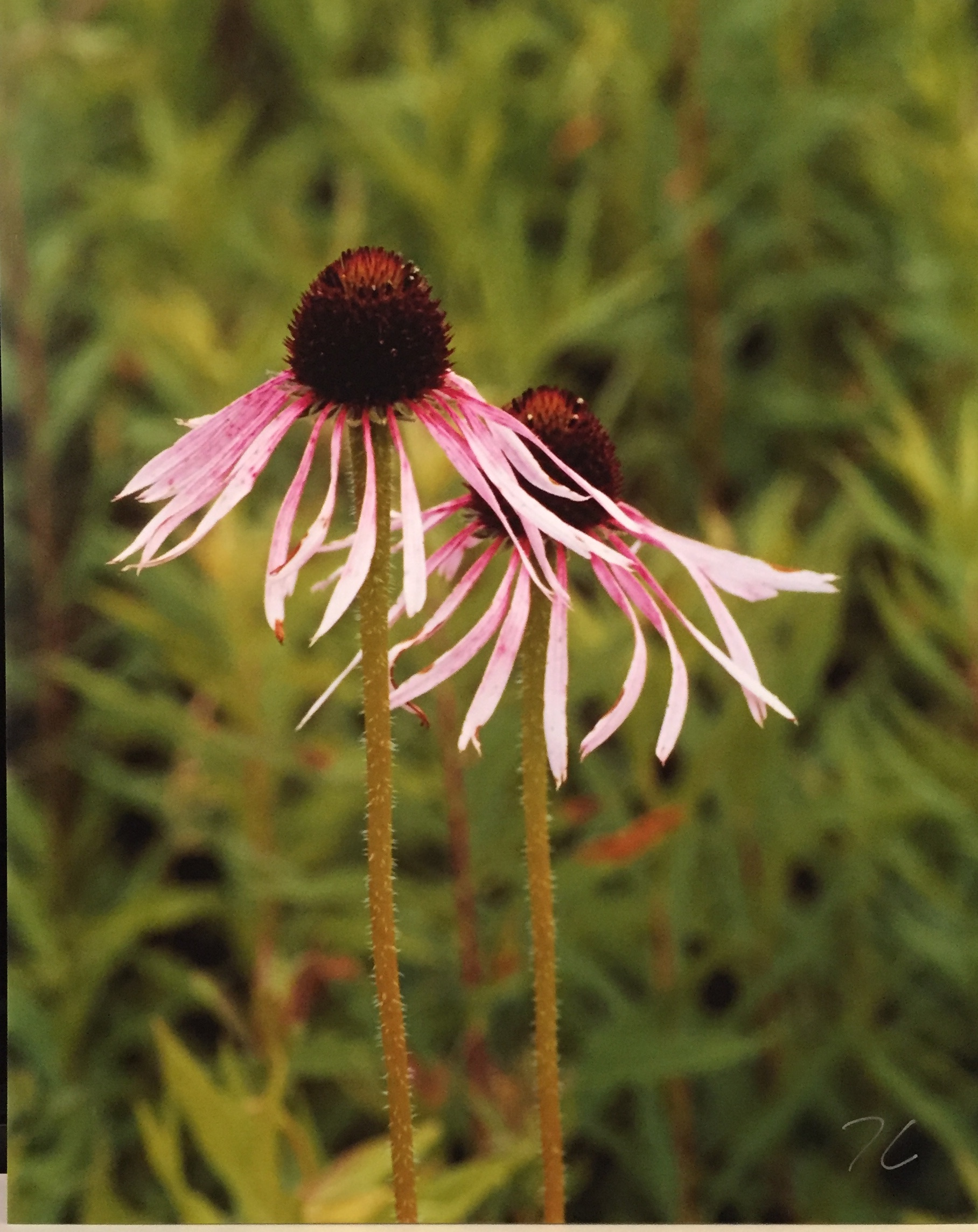 Pale Prairie Coneflowers
Photography
8" X 10"
$25.