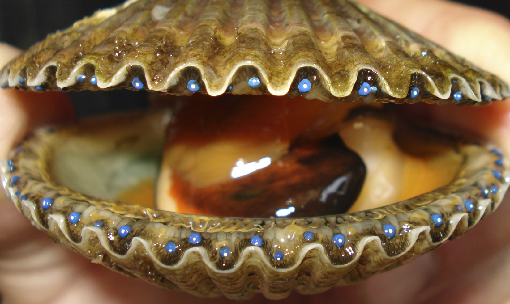 THE FLORIDA BAY SCALLOP

BAY SHELLFISH HAS BEEN COMMITTED TO BAY SCALLOP RESTORATION OVER THE LAST THIRTEEN YEARS