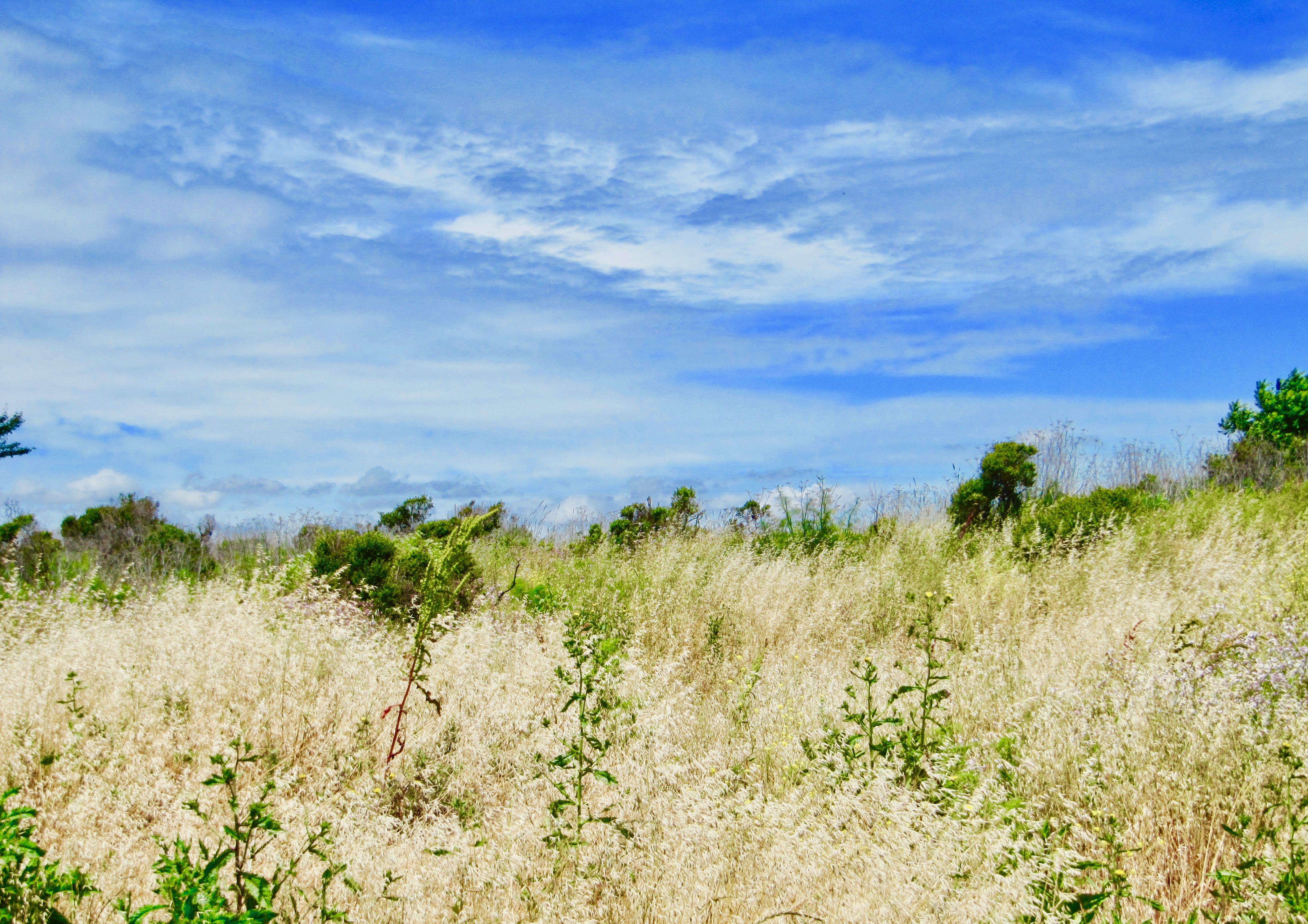 scape - series 1  2010