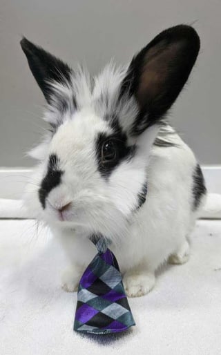Bunny Wearing a Tie