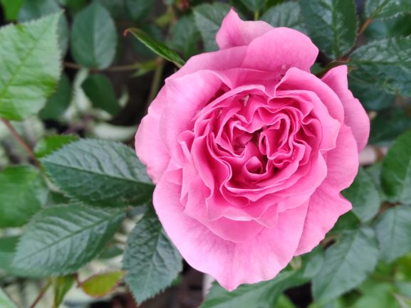 Also from Brenda's Coquitlam garden, 'Danielle' a mini rose which she grows in a pot