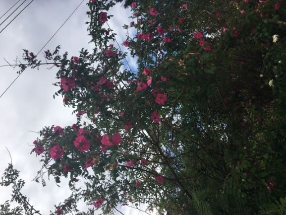 Rosa moyesii 'geranium' now a-bloom in Victoria's garden.