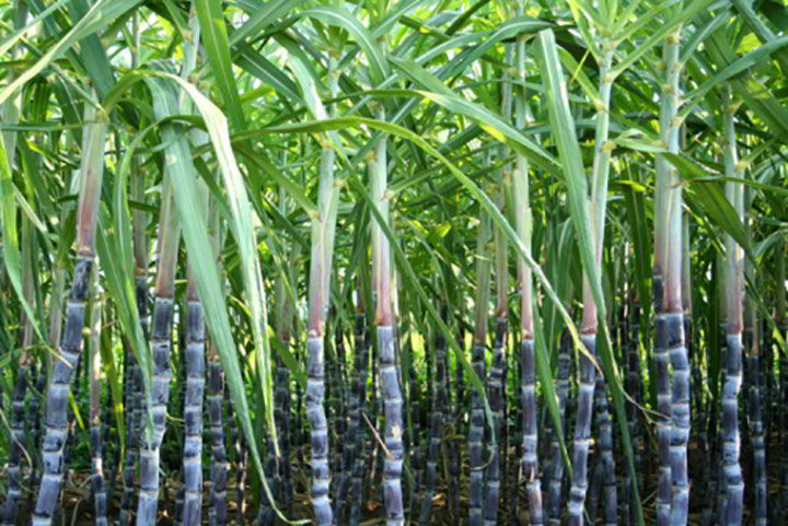 CNPR Ingenio Cuatotolapan - Venta de agroquímicos y fertilizantes