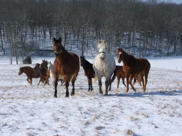 White and Brown Horses