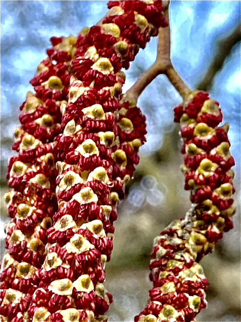 Red Alder flowers (Alnus rubra)