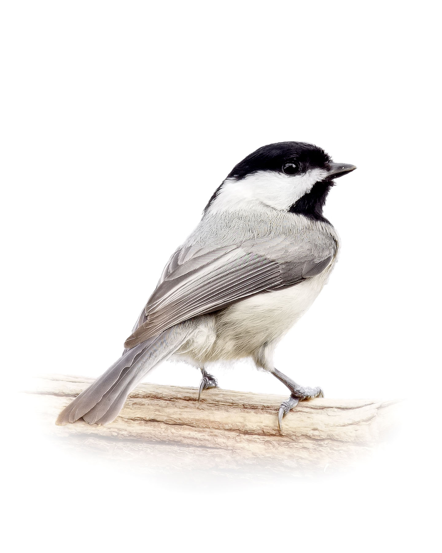 Chickadee 17