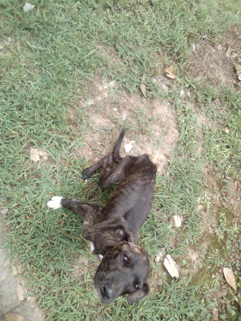 A skinny dog looking at the camera