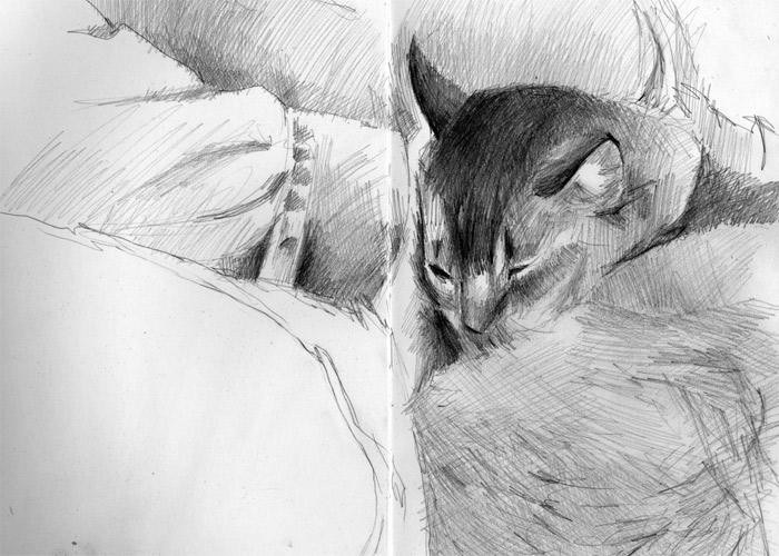 Catnapping 5 (pencil)