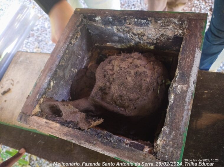 https://0201.nccdn.net/1_2/000/000/0bf/4e6/meliponario_trilha_educar--1-.jpg