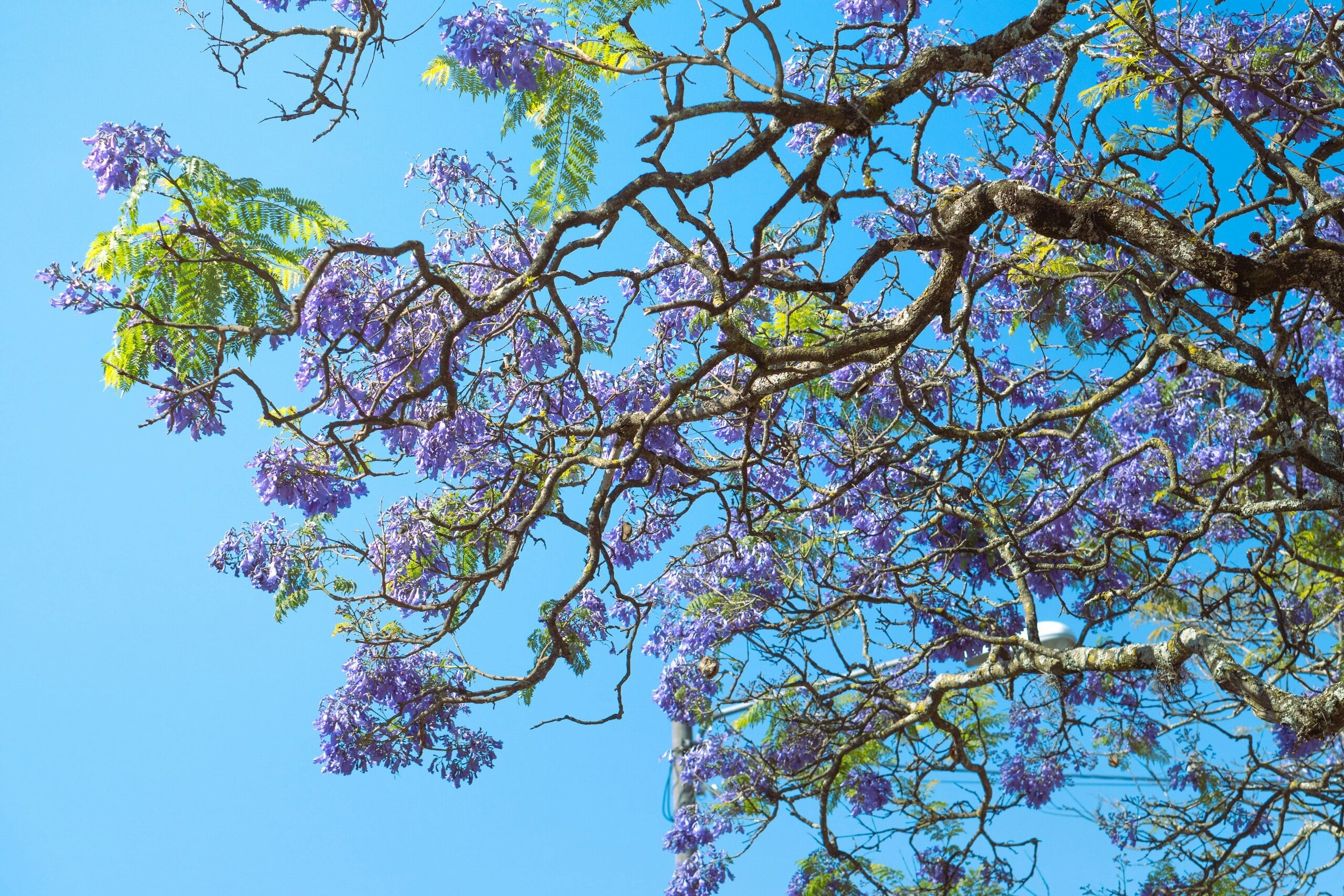 Jacaranda tree branches with vibrant purple blooms against a clear blue sky. Jacaranda tree branches with vibrant purple blooms against a clear blue sky.
