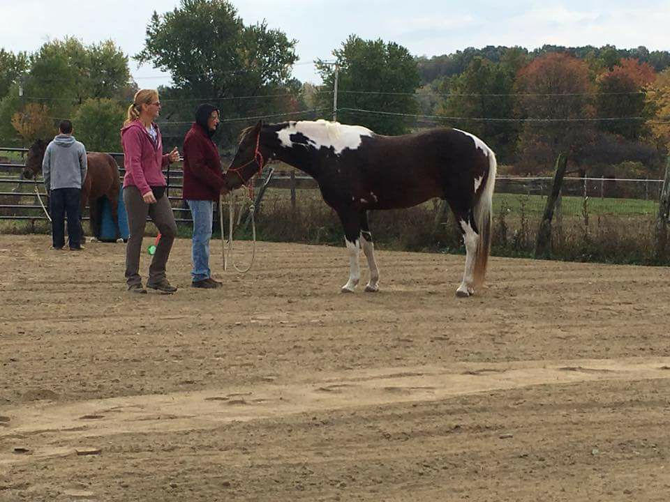 Coaching as Natural Horsemanship techniques are given a purpose! This is the 2016 Positive Way Fall Clinic. 