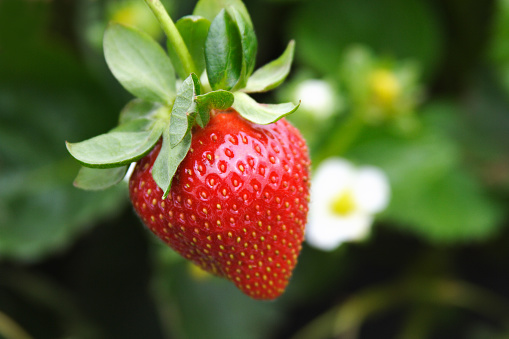 "I've never seen so much growth! Oh, my word! I've been overwhelmed with picking strawberries. I couldn't believe how big, beautiful, healthy, and tasty the berries were after putting on your fertilizer." (B.L.O.O.M. #8)