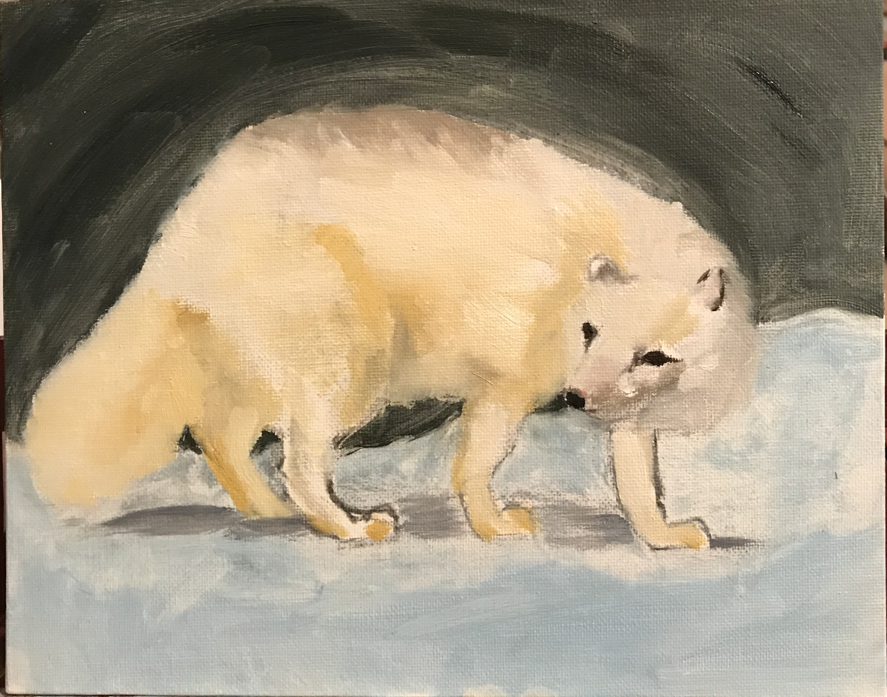 Arctic Fox