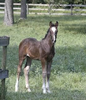 Equine Veterinary Services Equine Veterinary Services