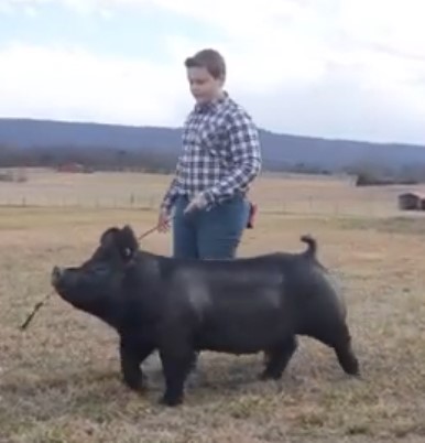 Tylan Lusk
Division II Champion Crossbred Gilt
2021 Tennessee State Virtual Show
